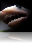 shark-child.jpg