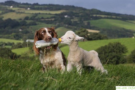 Собака кормит молоком ягненка из бутылочки