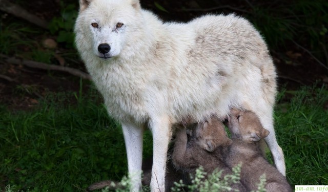 Белая волчица кормит грудью двух волчат